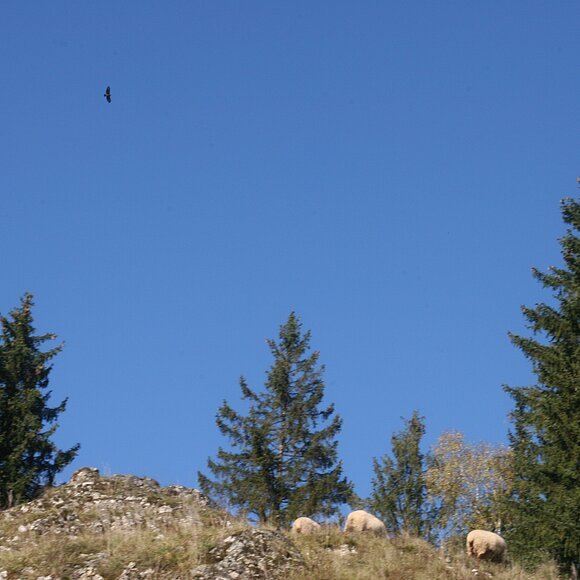 Schafe auf Trockenrasenhang Katzental