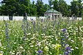 Blühfläche beim Eichstätter Hofgarten - nachher (Foto: Christa Boretzki)