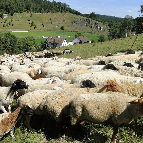 Schafe am Kohlberg
