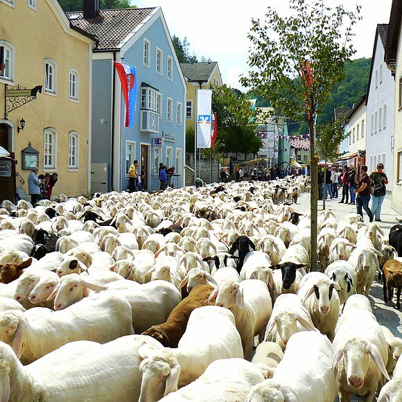 Lammauftrieb in Mörnsheim