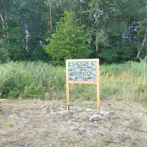 Lehrpfad Schuttermoos (Foto: Susanne Unger)