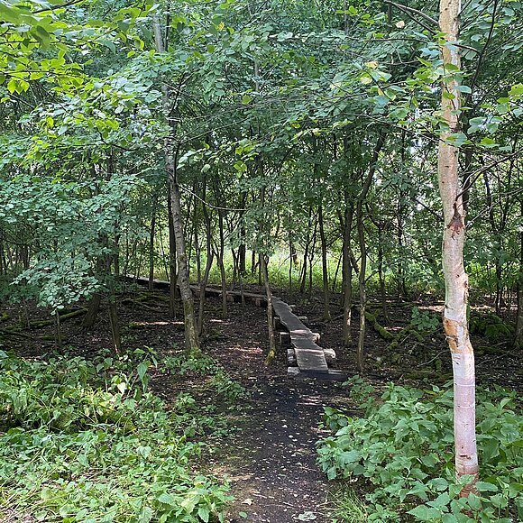 Lehrpfad Schuttermoos (Foto: Susanne Unger)